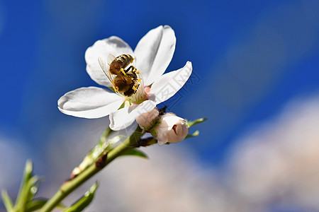 一棵开花美丽的树 蜜蜂正在采集花蜜 阳光明媚的春日在大自然中 具有彩色 自然和模糊背景的微距镜头昆虫过敏园艺食物动物花朵太阳宏观背景