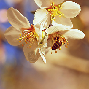 一棵开花美丽的树 蜜蜂正在采集花蜜 阳光明媚的春日在大自然中 具有彩色 自然和模糊背景的微距镜头太阳动物花朵食物宏观荒野季节植物图片