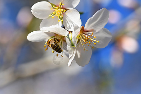 采集蜂蜜季节花的高清图片