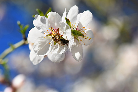 一棵开花美丽的树 蜜蜂正在采集花蜜 阳光明媚的春日在大自然中 具有彩色 自然和模糊背景的微距镜头天空花园荒野樱花季节植物群花粉动图片