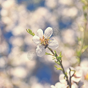 美丽的白杏树和蜜蜂 在春天阳光明媚的一天 背景是蓝色的天空 笑声昆虫植物花园叶子生长花粉动物花蜜季节植物学图片