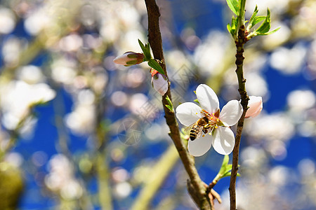 春天背景 美丽的盛开的树和蜜蜂 大自然中的鲜花翅膀花粉动物荒野植物季节晴天植物学宏观雌蕊图片