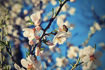 美丽的白杏树和蜜蜂 在春天阳光明媚的一天 背景是蓝色的天空 笑声花粉植物学植物蜂蜜生长水果叶子工作植物群宏观图片