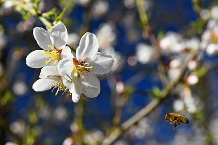 美丽的白杏树和蜜蜂 在春天阳光明媚的一天 背景是蓝色的天空 笑声花园花粉生长季节植物水果叶子动物宏观花瓣图片