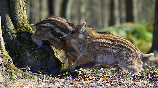 自然野生的美丽小猪 野野猪 森林里的动物家庭团体后代汽笛婴儿鼻子公猪男性野生动物母亲图片