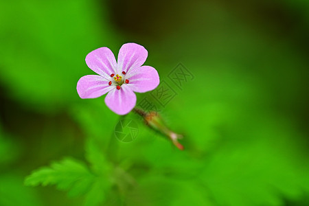 青草中紫罗兰小花朵的美丽彩色拍摄 大自然的近视图片