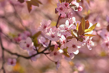 樱花树 自然和春天背景 粉红色的樱花花 阳光明媚的日子里有太阳的场景 春天的花朵 在春天的抽象模糊背景果园花瓣植物学艺术宏观天空图片