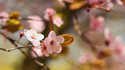 春天开花的背景 与开花的树和太阳的美好的自然场面 晴天 春天的花朵 在春天的抽象模糊背景植物群生长园艺时间樱花果园叶子季节植物学图片