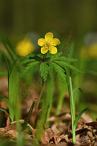 黄油花自然背景与太阳生长树叶花朵蓝色荒野宏观植物学花瓣植物季节图片