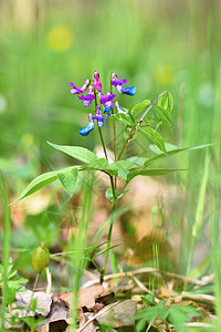 绿色天然背景的森林中美丽的蓝色紫罗兰花 春皮亚图片