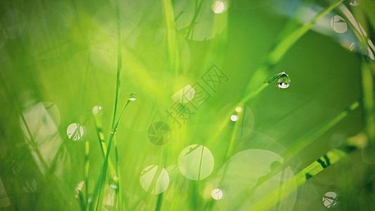 绿色自然 美丽的大自然特写照片 与露珠的绿草 五颜六色的春天背景与早晨的阳光和天然绿色植物景观生态新鲜壁纸概念与复制空间晴天树叶图片