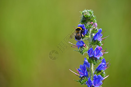 大黄蜂在盛开的美丽蓝花上 模糊了天然多彩背景花蜜动物花粉翅膀薰衣草红花食物荒野昆虫蜂蜜图片