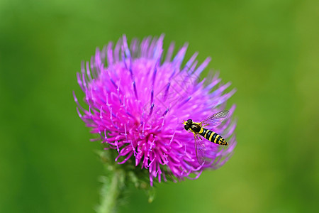 彩色精美的 天然背景模糊紫色宏观植物花园蜜蜂牛奶草本植物美丽植物学季节图片