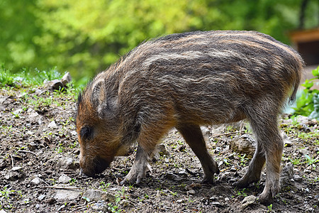 野生野猪 幼熊在自然林中玩耍 苏斯克罗法头发小猪公猪哺乳动物男性家庭婴儿危险生物野生动物图片