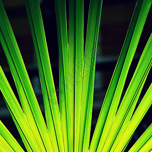 美丽清新的绿色自然背景 棕榈树的绿叶公园晴天棕榈植物学生活森林植物绿色植物季节叶子图片