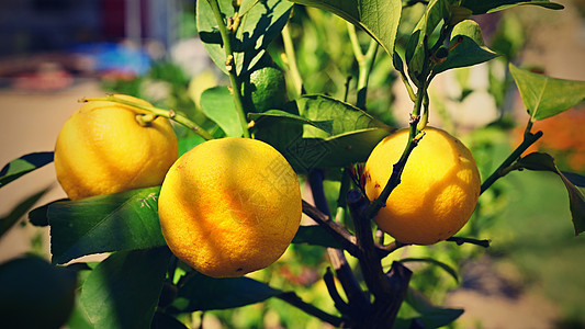树上美丽的新鲜柠檬图片