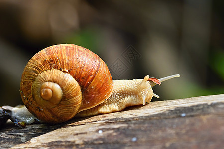 美丽的蜗牛 外壳是天然的 自然背景多彩和阳光运动速度野生动物鼻涕虫粘液动物田螺花园太阳食物图片