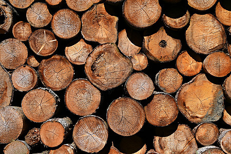 原木 抽象的自然背景与森林中的木材植物群松树硬木装饰风格森林圆圈记录柴堆树干图片