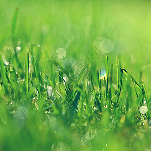 春天自然 在草地下沉 新鲜绿色概念和抽象的多彩背景环境植物群雨滴生长生活生态天气宏观场地液体图片