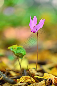 森林中美丽的粉色植物 天然的多彩背景图片