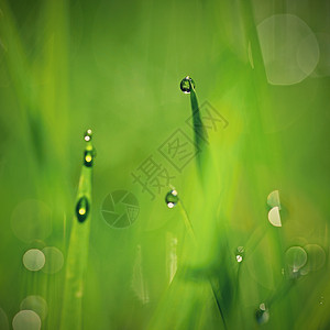 大自然在草地上露水 新鲜绿色概念和抽象的多彩背景花园叶子水滴场地植物天气雨滴生长液体环境图片
