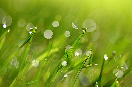 大自然在草地上露水 新鲜绿色概念和抽象的多彩背景植物群生态液体水滴叶子植物场地天气宏观季节图片