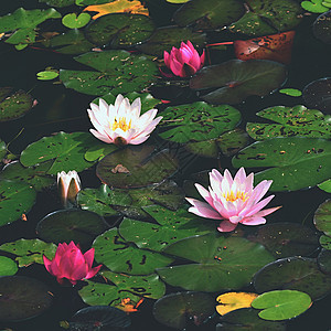 花朵 水面上鲜艳的百花丽 天然多彩模糊的背景 尼姆法亚反射池塘热带冥想植物学花瓣情调异国植物花园图片