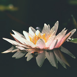 花朵 水面上鲜艳的百花丽 天然多彩模糊的背景 尼姆法亚花瓣荷花冥想情调池塘花园植物群叶子植物学反射图片
