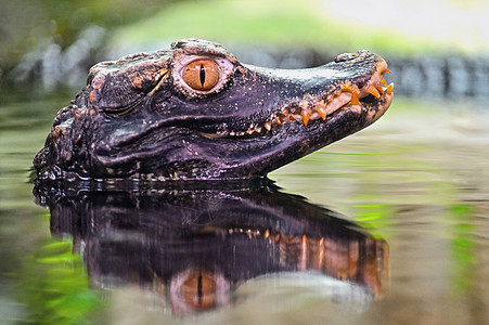 水中小凯曼的漂亮近身肖像荒野皮肤湿地游泳丛林动物动物群水族馆牙齿猎人图片