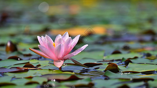 美丽的花朵粉红水百合  在小湖上的花园里露莲 在水面的反射植物学花瓣植物群热带异国睡莲叶子池塘荷花生活图片