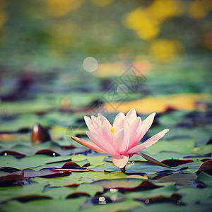 美丽的花朵粉红水百合  在小湖上的花园里露莲 在水面的反射生活异国池塘植物学植物植物群叶子热带睡莲荷花图片