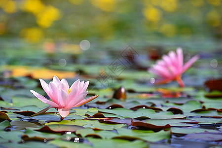 美丽的花朵粉红水百合  在小湖上的花园里露莲 在水面的反射植物群异国生活花瓣池塘叶子睡莲热带情调荷花图片