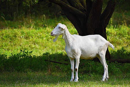 牧场上美丽的白山羊场地女性场景哺乳动物农业动物蓝色家畜喇叭农村图片