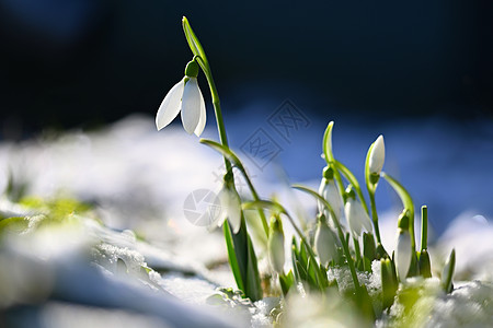 雪花莲  美丽的白色春天花朵 春天第一批开花的植物 自然的彩色背景 雪花莲野花花园环境季节植物群荒野太阳阳光植物学宏观图片