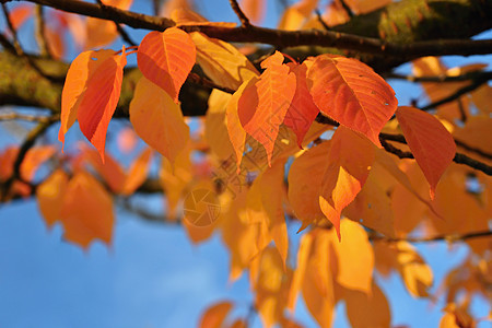 季节性自然概念 秋天五颜六色的叶子在树上 美丽的自然彩色背景花园植物树叶森林公园橙子分支机构木头季节日落图片