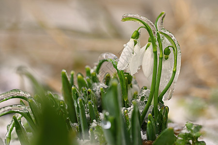 冰和结冰的雪花莲 美丽的白色春天的花朵 春天第一批开花的植物 自然的彩色背景 雪花莲野花环境阳光公园植物学荒野季节花瓣植物群花园图片