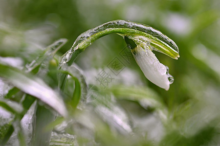 冰和结冰的雪花莲 美丽的白色春天的花朵 春天第一批开花的植物 自然的彩色背景 雪花莲公园宏观环境荒野植物学花园太阳森林野花阳光图片