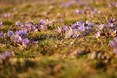 春天的花朵 自然草地和日落 春天的季节性概念 美丽绽放的白头翁花和带有自然彩色背景的太阳 白头翁野花季节花园紫色蓝色植物学花瓣白图片