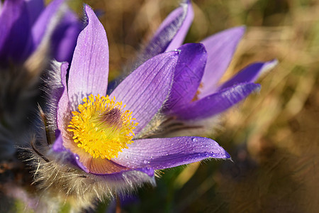 春花 美丽的鲜花和有天然颜色背景的太阳草地花瓣白头翁生长花粉紫色季节蓝色墙纸日落图片