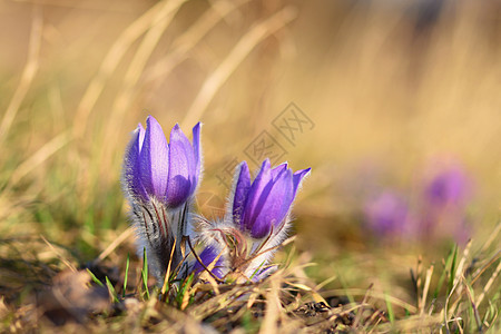 春花 美丽的鲜花和有天然颜色背景的太阳墙纸日落花粉蓝色紫色花瓣雌蕊白头翁植物草地图片