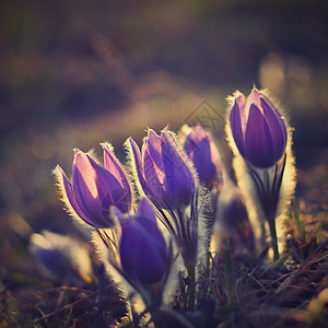 春花 美丽的鲜花和有天然颜色背景的太阳花园叶子季节生长花粉日落花瓣植物紫色墙纸图片