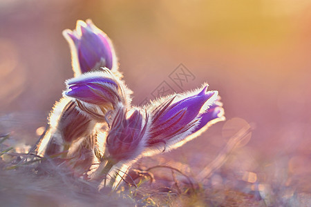 春花 美丽的鲜花和有天然颜色背景的太阳叶子蓝色墙纸花瓣雌蕊季节生长紫色日落花园图片