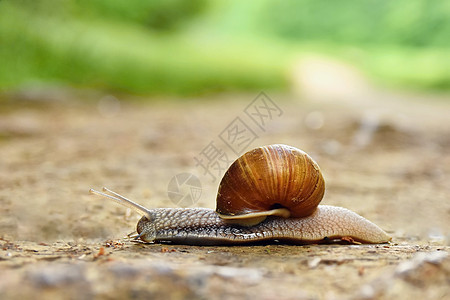 美丽的蜗牛在乡村的马路上爬行 自然彩色模糊背景生物眼睛生活天线螺旋粘液农场食物叶子动物图片