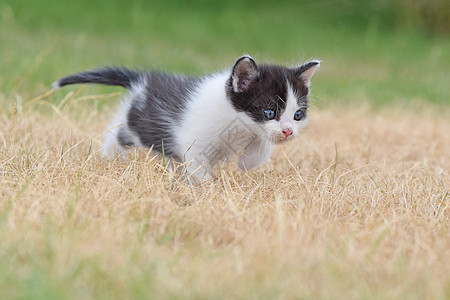美丽的蓝眼睛小猫咪跑步哺乳动物乐趣蓝色动物太阳虎斑草地毛皮花朵图片