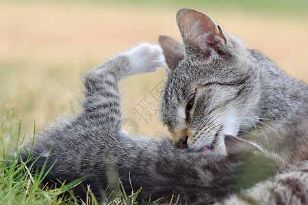 美丽的蓝眼睛小猫咪动物跑步哺乳动物太阳婴儿毛皮乐趣蓝色草地花园图片