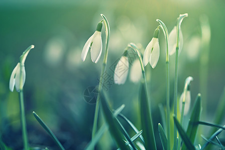 春天的花朵雪花莲 夕阳下在草地上绽放出美丽的花朵 石蒜科  雪花莲公园森林季节阳光叶子太阳宏观生活花园植物图片