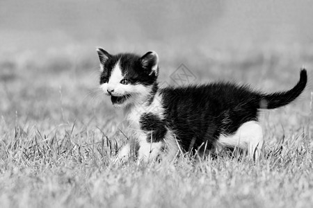 美丽的蓝眼睛小猫咪婴儿乐趣毛皮蓝色花园草地花朵虎斑宠物动物图片