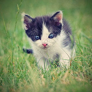 美丽的蓝眼睛小猫咪跑步太阳草地猫咪毛皮宠物花朵动物花园蓝色图片