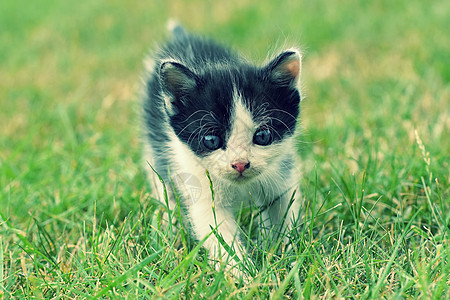 美丽的蓝眼睛小猫咪蓝色花朵草地婴儿毛皮跑步宠物猫咪花园虎斑图片