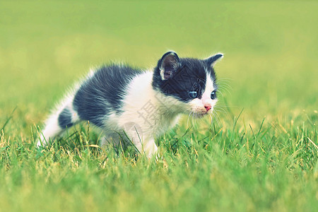 美丽的蓝眼睛小猫咪猫咪太阳跑步草地哺乳动物乐趣蓝色花园毛皮孩子图片